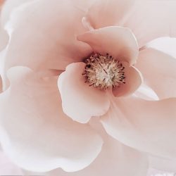 blush-floral